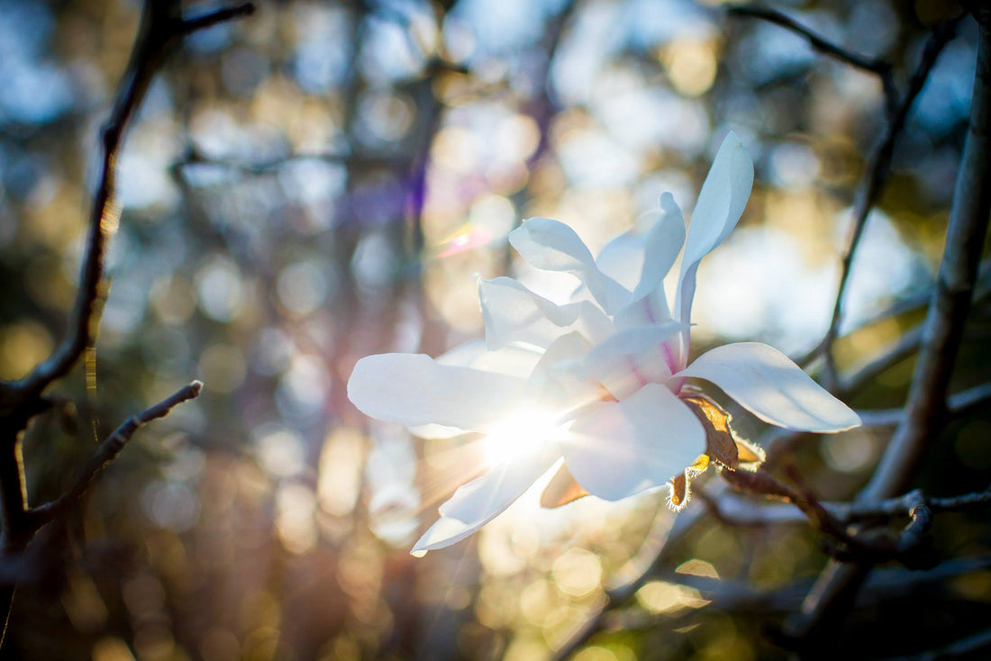 Behind the Brush: Celebrating Spring