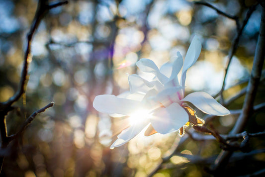Behind the Brush: Celebrating Spring