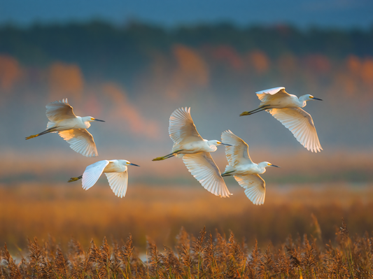 The Kind of Beauty That Stays: Choosing Art That Speaks to Your Soul