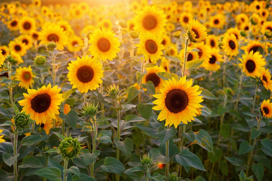 A sunlit field of bright yellow sunflowers in full bloom, glowing in warm golden light with green leaves and unopened buds throughout.