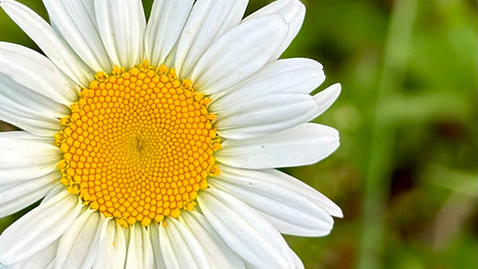 The Healing Power of Paying Attention